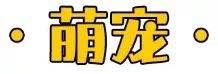 2021第六届中国西宠宠物博览会来啦 台州龙鱼论坛 台州水族批发市场第1张
