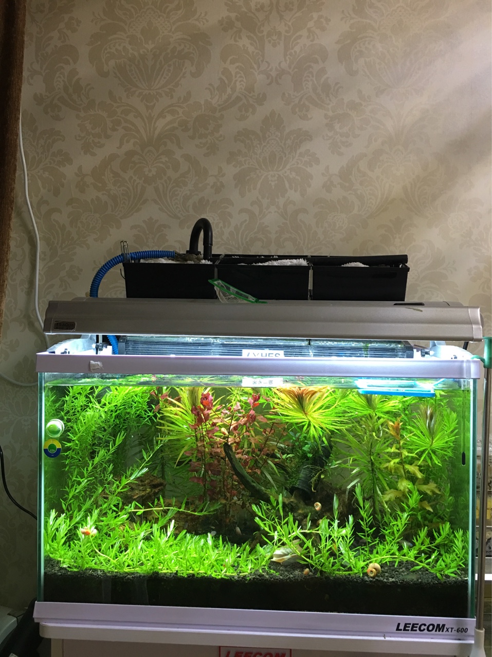 Sixty small grass tanks kept for half a year
