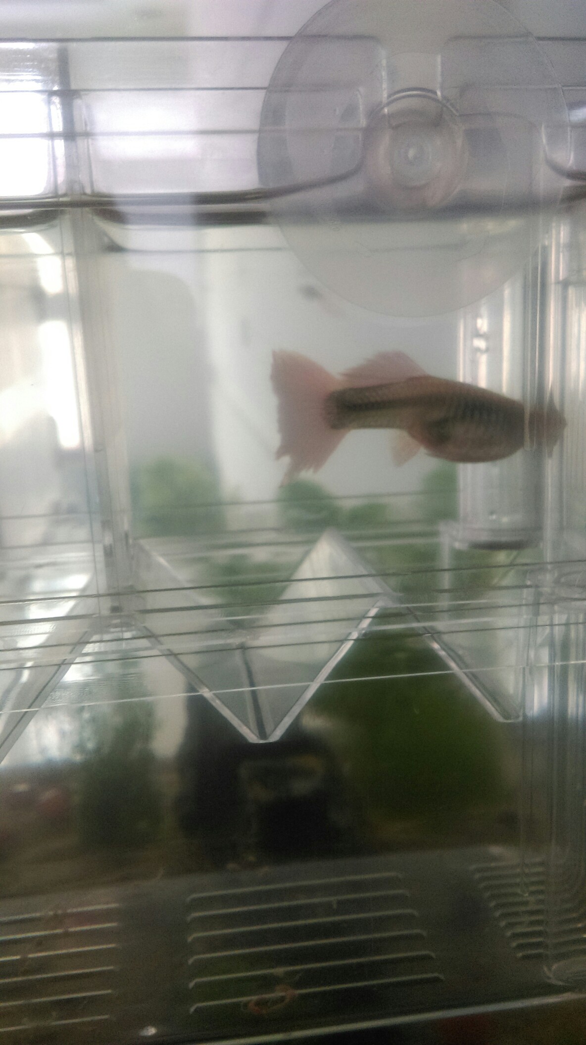 Galaxy P14 Stingray Which great god helped me to see if these two fish were about to hatch？ Slicefish ASIAN AROWANA,AROWANA,STINGRAY The1sheet