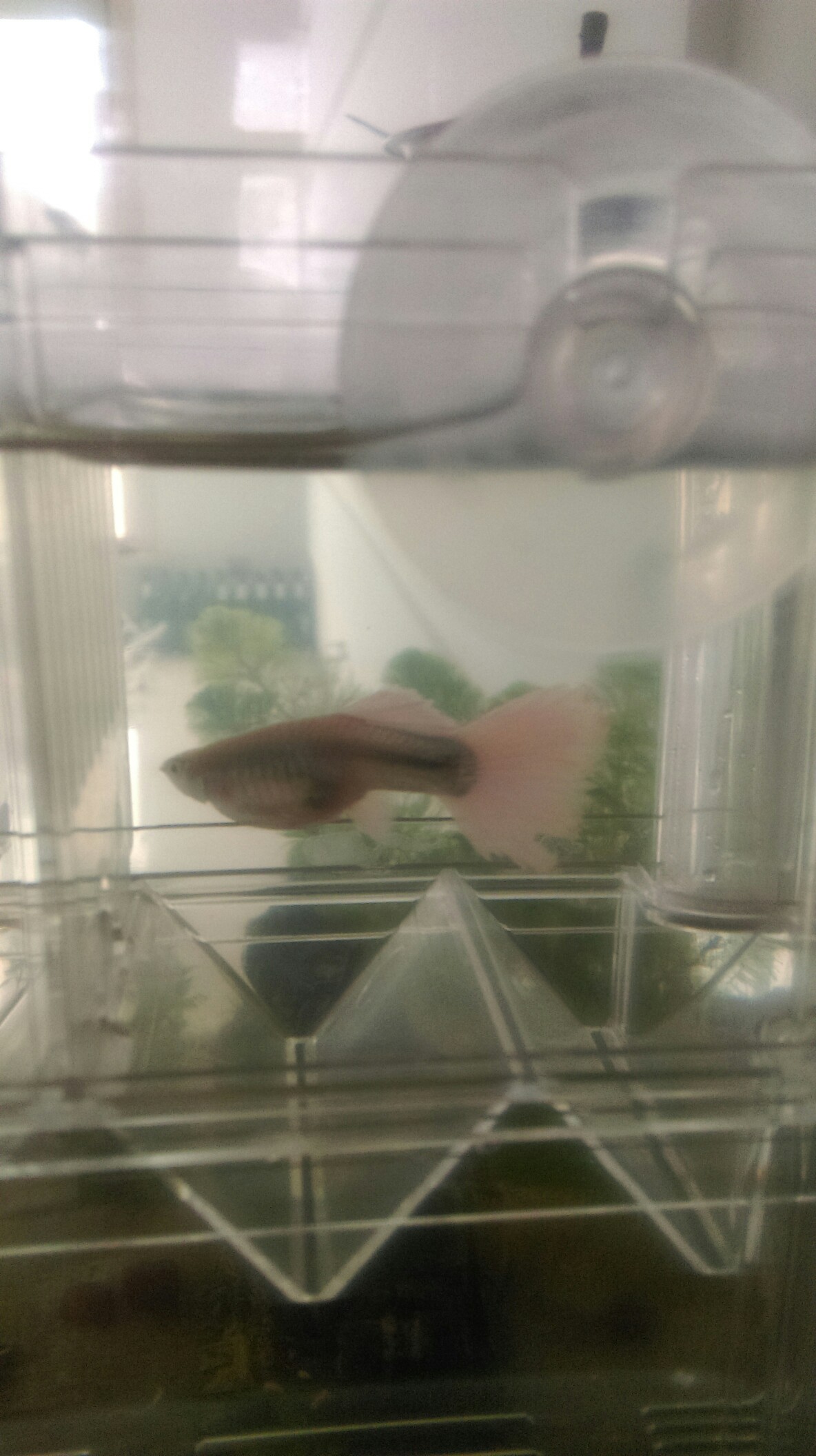 Galaxy P14 Stingray Which great god helped me to see if these two fish were about to hatch？ Slicefish ASIAN AROWANA,AROWANA,STINGRAY The2sheet