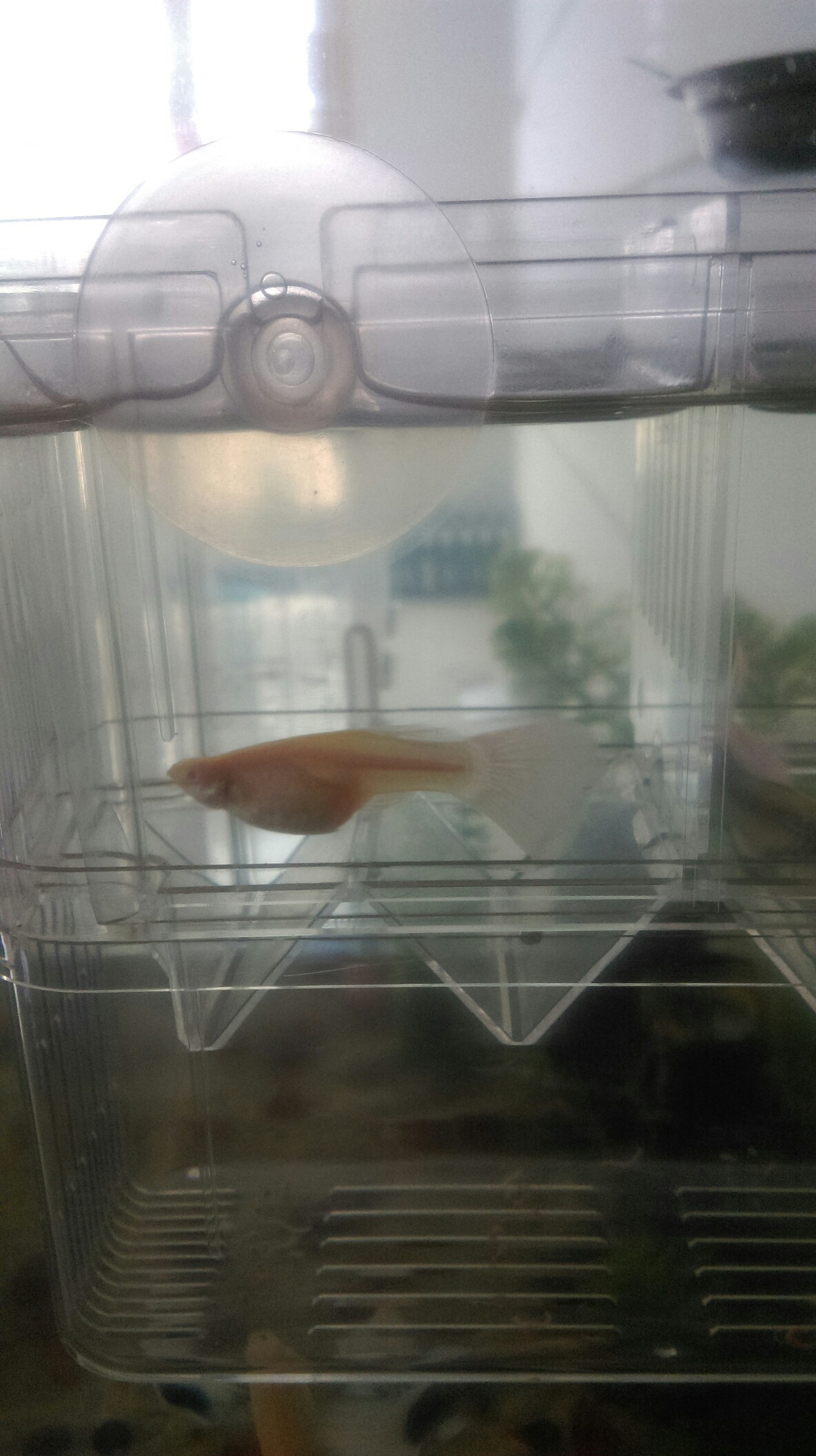 Galaxy P14 Stingray Which great god helped me to see if these two fish were about to hatch？ Slicefish ASIAN AROWANA,AROWANA,STINGRAY The5sheet