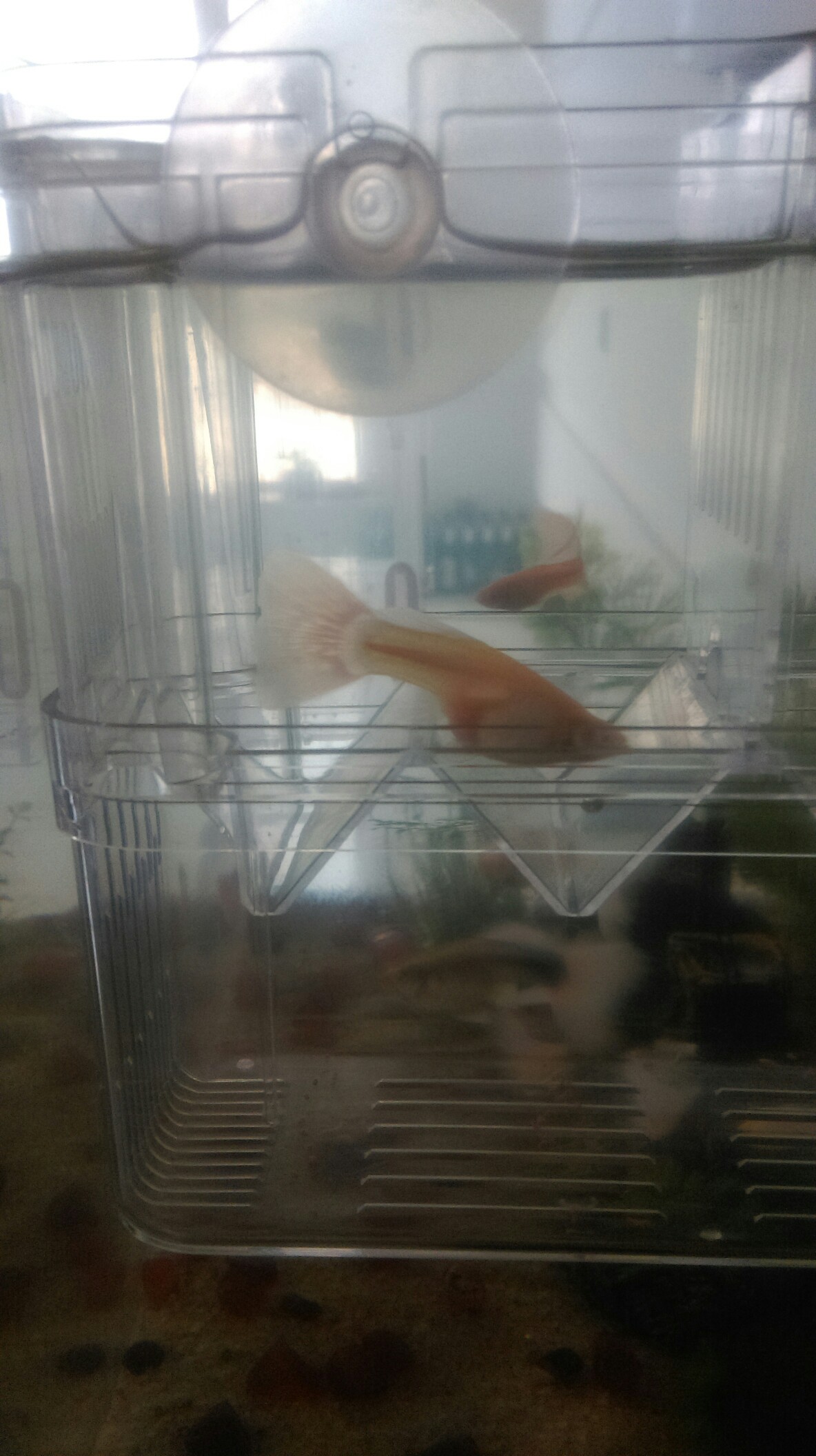 Galaxy P14 Stingray Which great god helped me to see if these two fish were about to hatch？ Slicefish ASIAN AROWANA,AROWANA,STINGRAY The7sheet