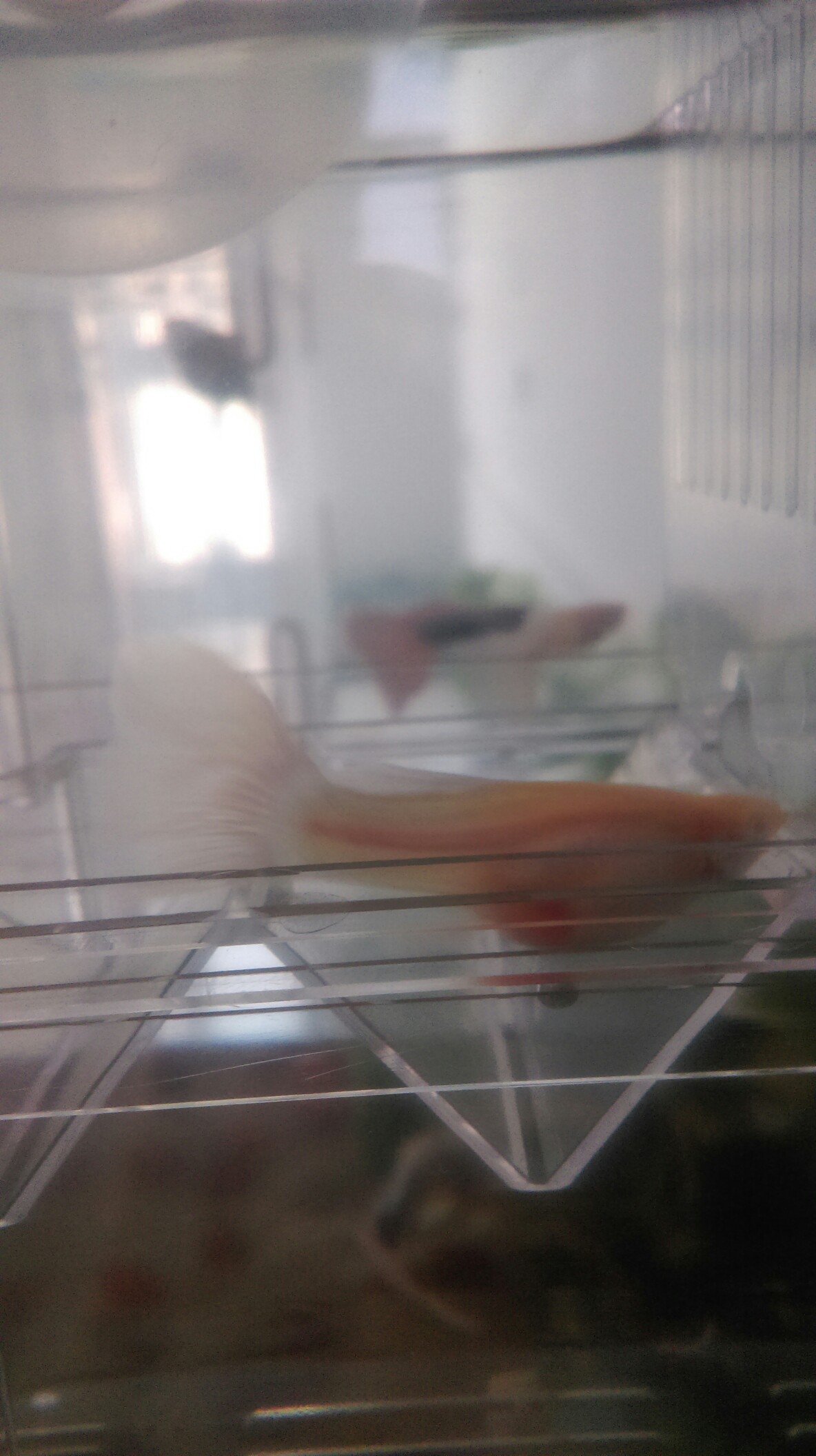 Galaxy P14 Stingray Which great god helped me to see if these two fish were about to hatch？ Slicefish ASIAN AROWANA,AROWANA,STINGRAY The8sheet