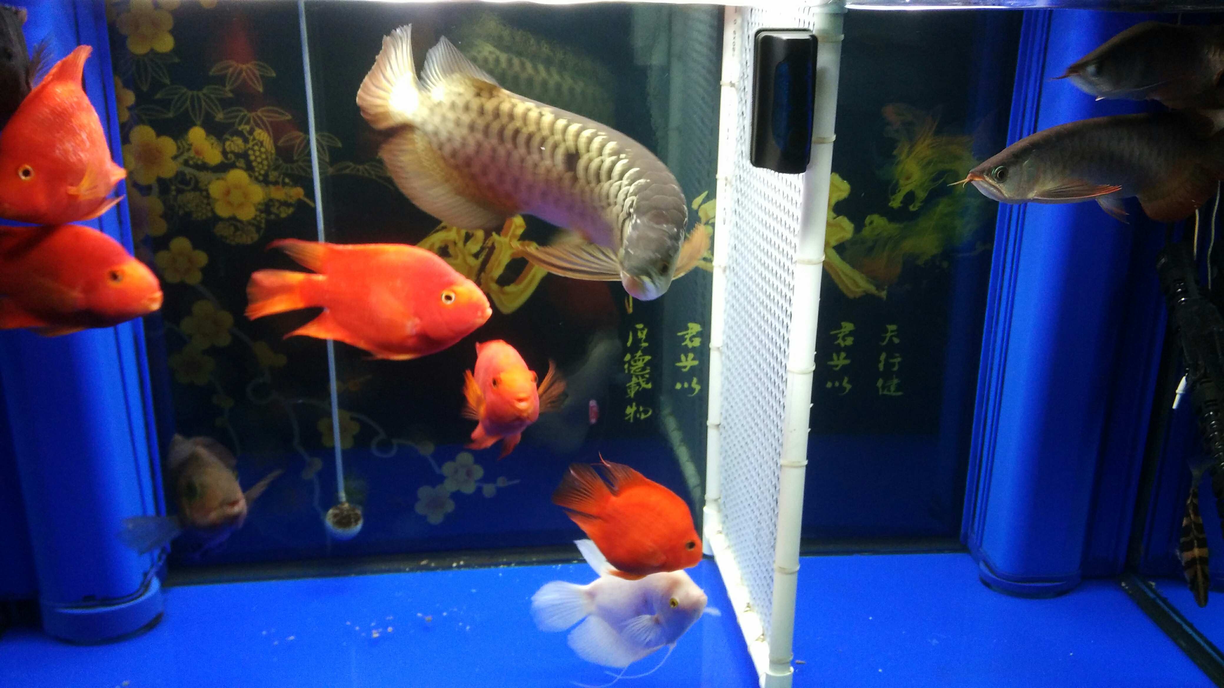 Thin frame red dragon fish 擦过的鱼缸就是干净啊