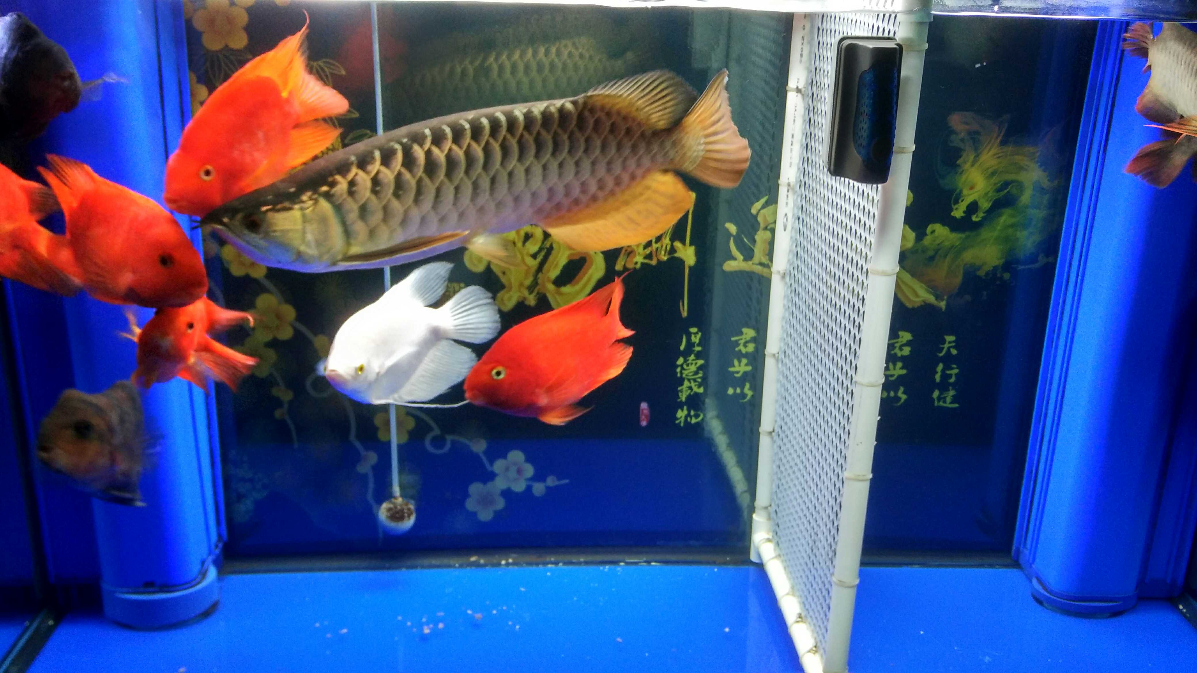 Thin frame red dragon fish 擦过的鱼缸就是干净啊 Burundi ASIAN AROWANA,AROWANA,STINGRAY The2sheet