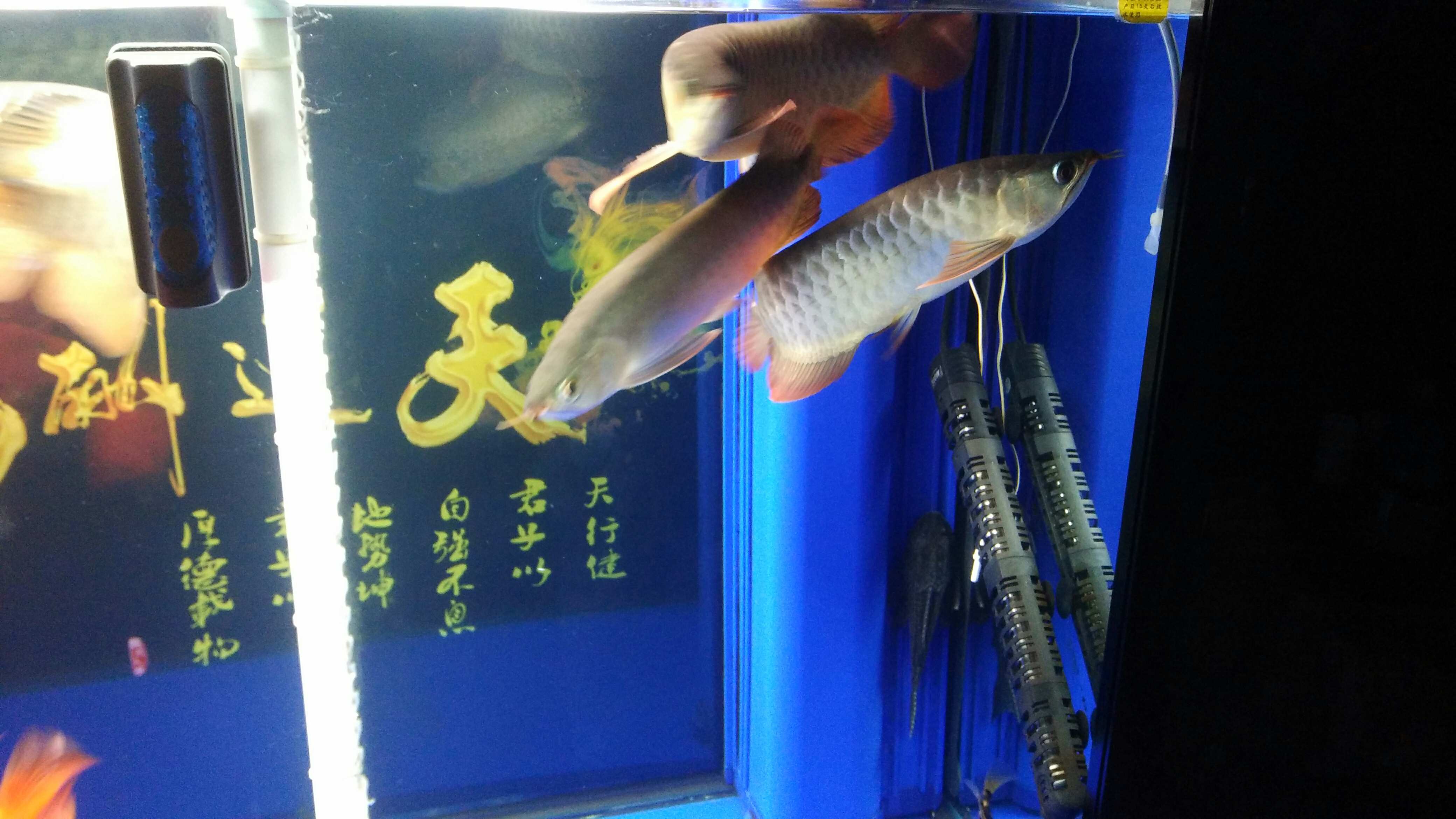 Thin frame red dragon fish 擦过的鱼缸就是干净啊 Burundi ASIAN AROWANA,AROWANA,STINGRAY The3sheet