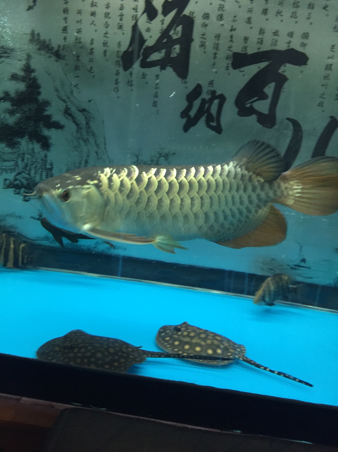 Sunbathing fish by the way help me see what stingray Stingray ASIAN AROWANA,AROWANA,STINGRAY The7sheet