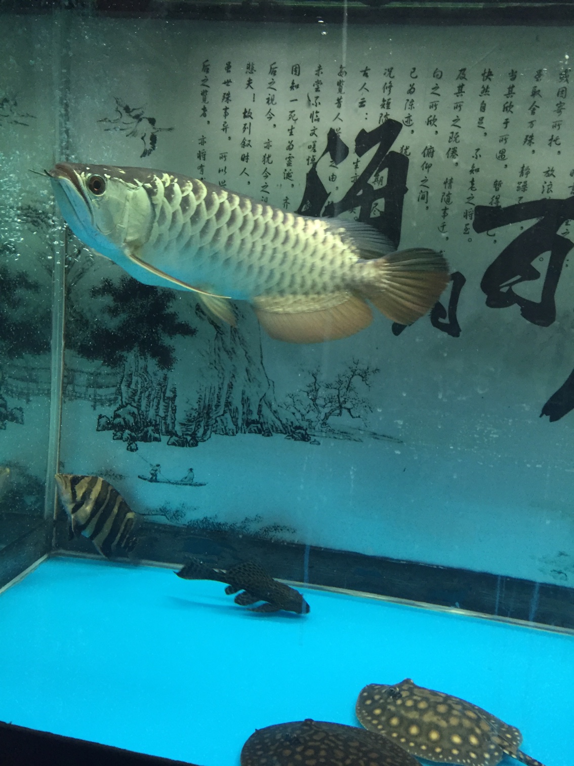 Sunbathing fish by the way help me see what stingray Stingray ASIAN AROWANA,AROWANA,STINGRAY The9sheet