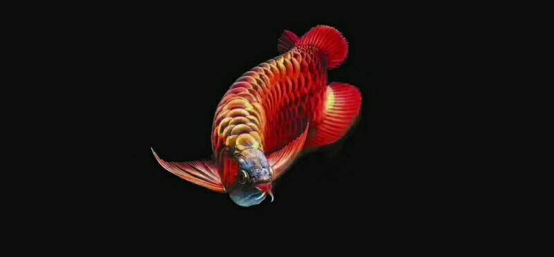 Chu Mei Mei Da faction still evolving Sumatran tiger fish ASIAN AROWANA,AROWANA,STINGRAY The2sheet