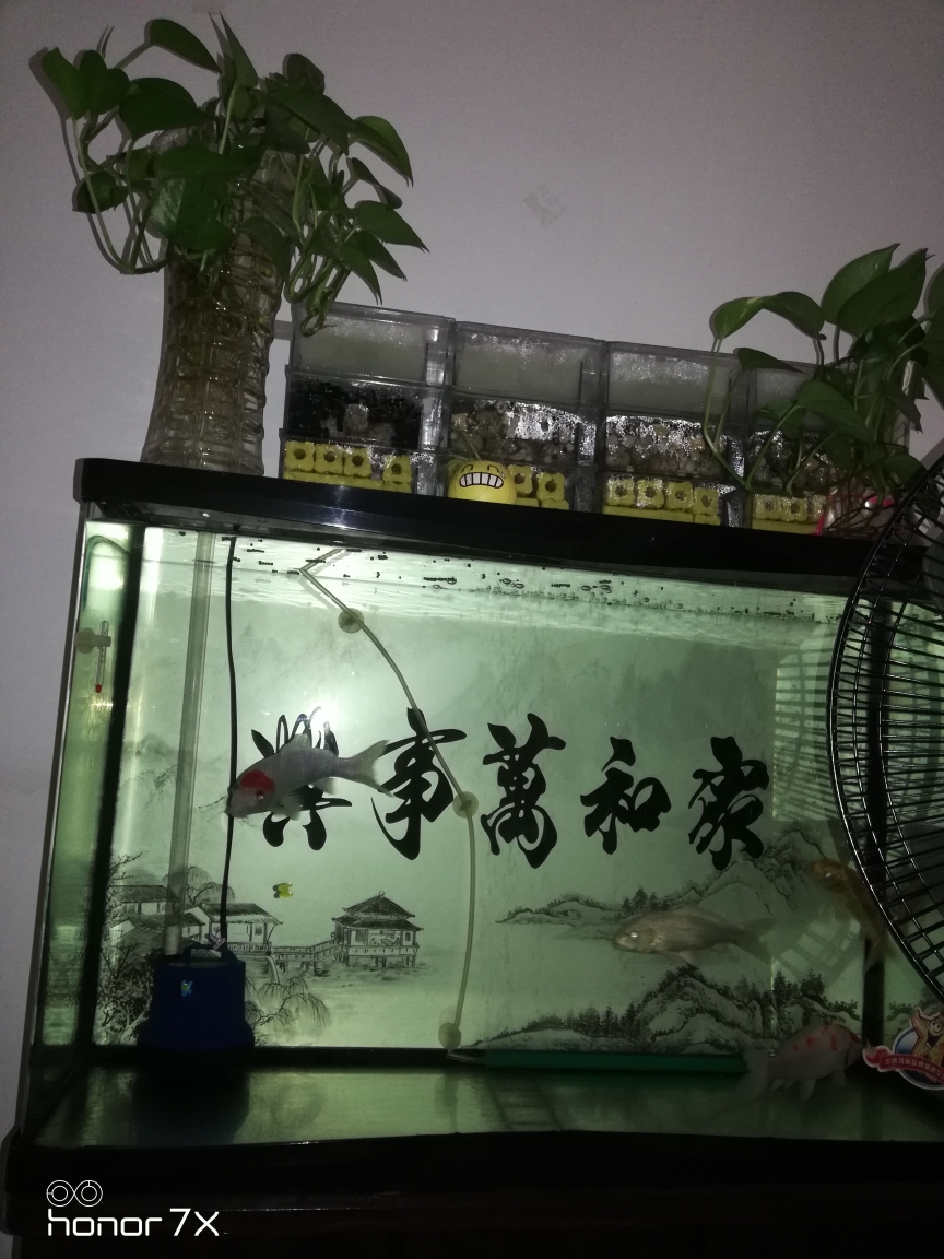 擦缸锦鲤 郑州观赏鱼