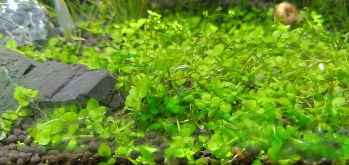 这些绿绿的是什么藻螺怎么不吃呢？ 石家庄龙鱼论坛 石家庄龙鱼第2张