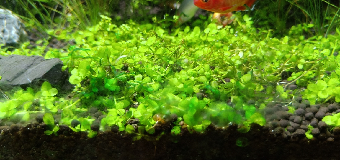 这些绿绿的是什么藻螺怎么不吃呢？ 石家庄龙鱼论坛 石家庄龙鱼第1张