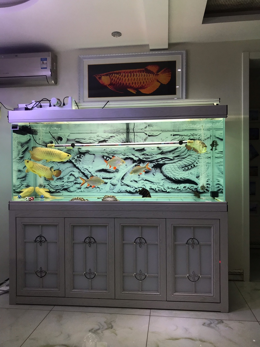 Tiger-striped Silver Edge Fish Apply for 12000 flow Guangteyi pump Colorful Arowagolden arowana sandalwoodna ASIAN AROWANA,AROWANA,STINGRAY The1sheet