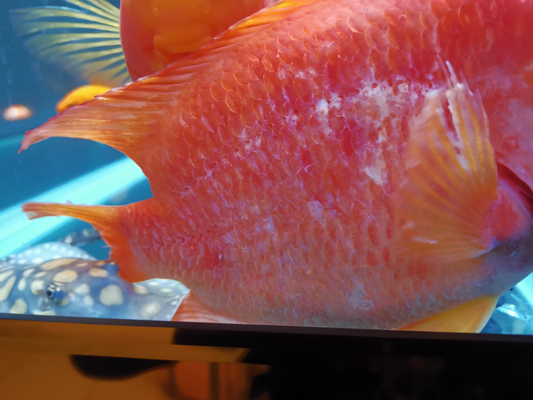 B over gold arowana How to do parrot fish