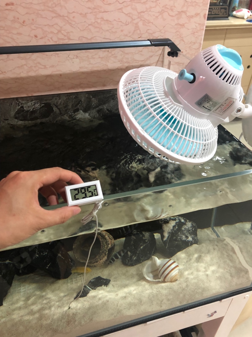 Small electric fan down temperature Siamese Tigerfish