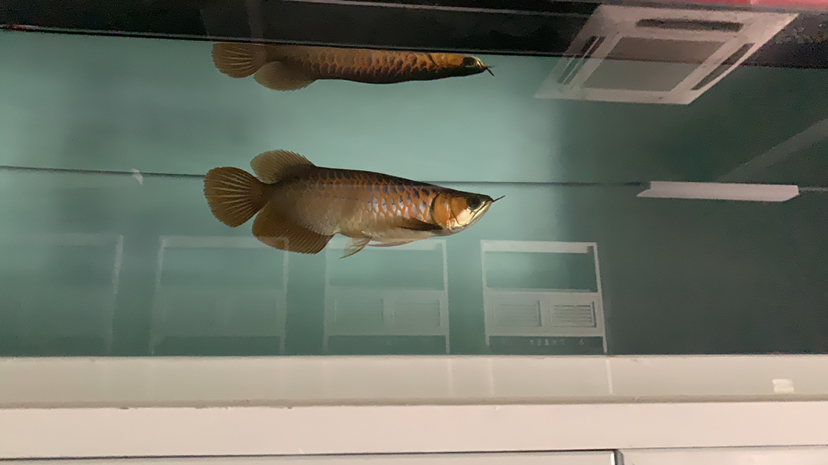 Mengier ~ Iphan ~ Dirt Wanji China Brazilian Asiatic Fish ASIAN AROWANA,AROWANA,STINGRAY The3sheet