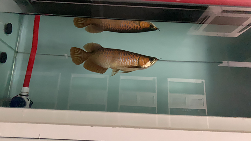 Mengier ~ Iphan ~ Dirt Wanji China Brazilian Asiatic Fish ASIAN AROWANA,AROWANA,STINGRAY The4sheet