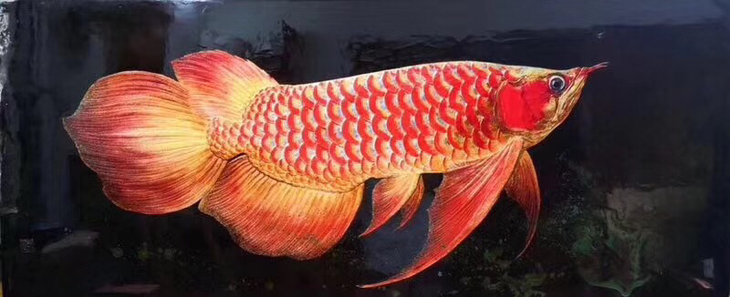 Raise thousands of fish use tens of thousands of feeding management Red Arowana