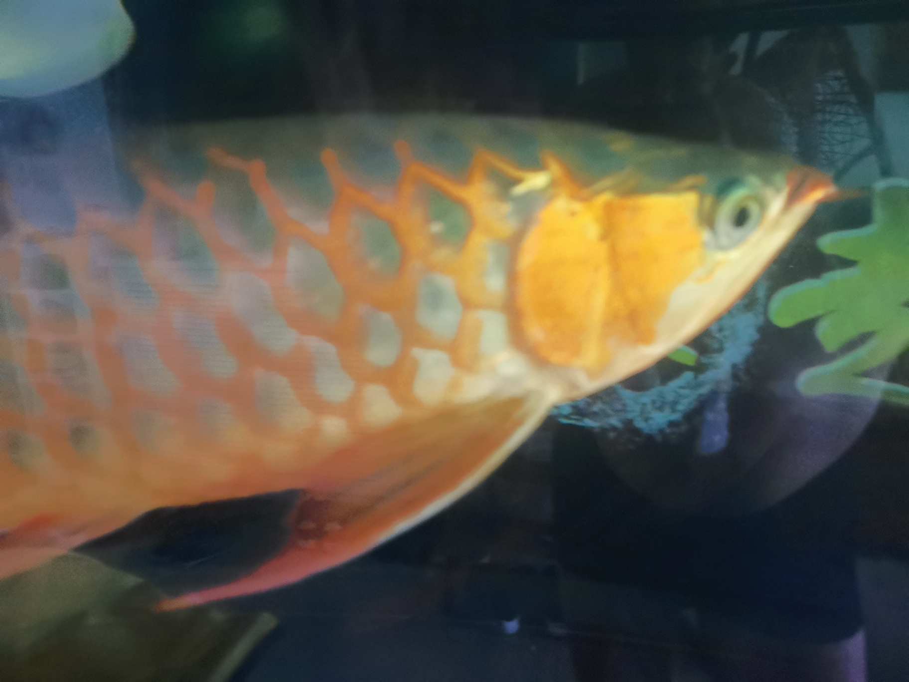 Update love fish