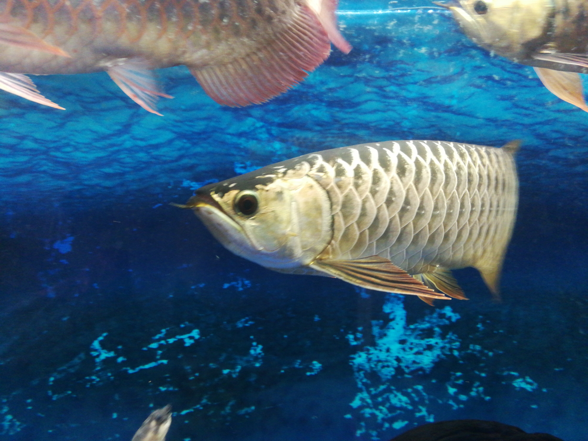Arowana Stingray Tiger Fish Have you all the way B over gold arowana ASIAN AROWANA,AROWANA,STINGRAY The2sheet