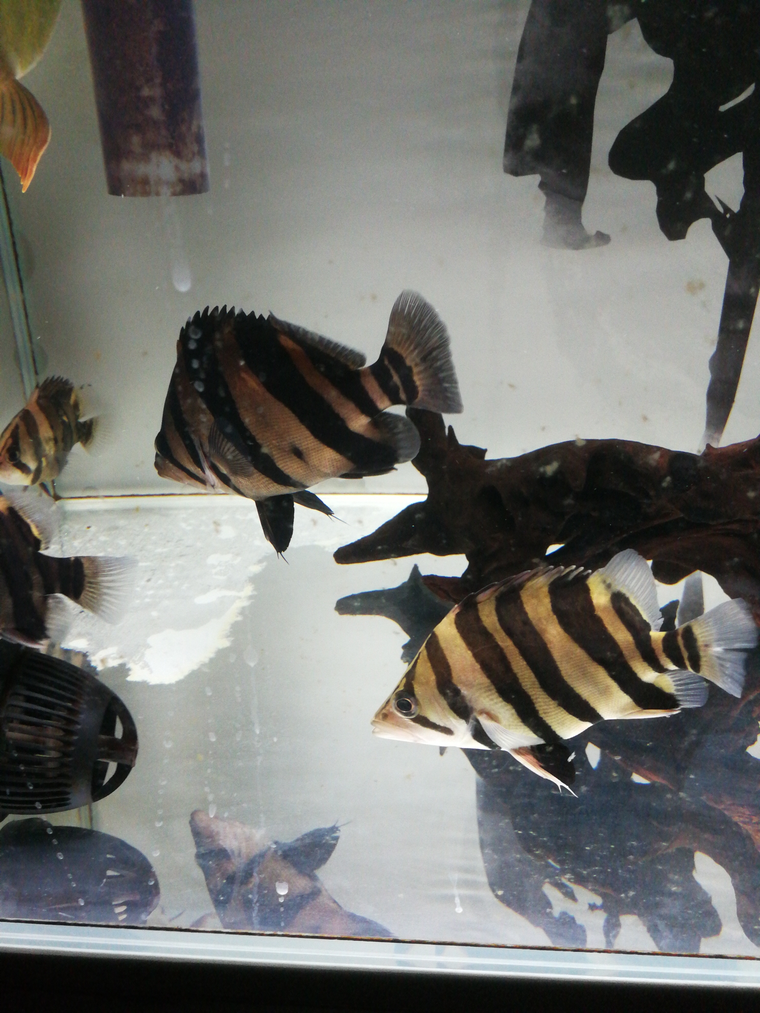 Arowana Stingray Tiger Fish Have you all the way B over gold arowana ASIAN AROWANA,AROWANA,STINGRAY The3sheet