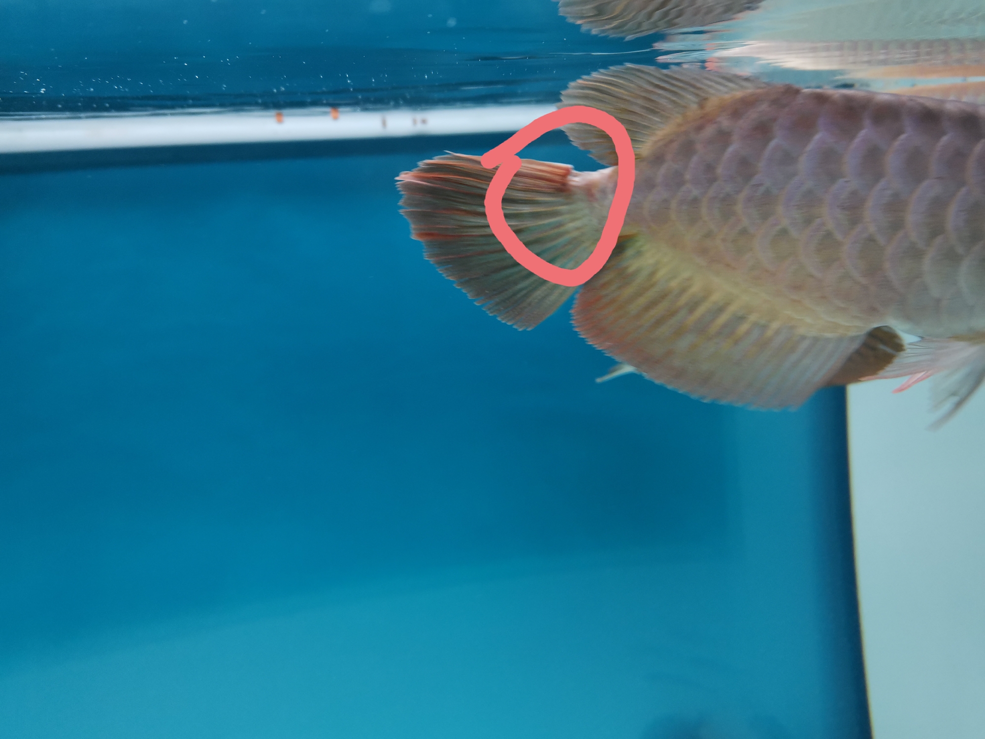 Brazilian Asiatic Fish Supposed to fight injured？