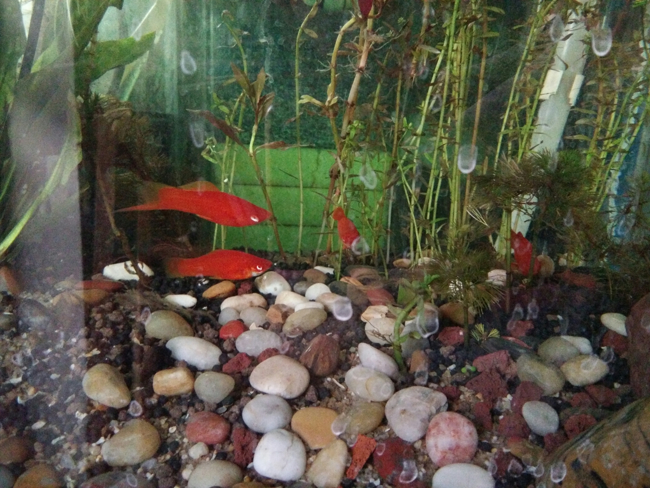 Aquarium plants red sword Indonesian Tiger