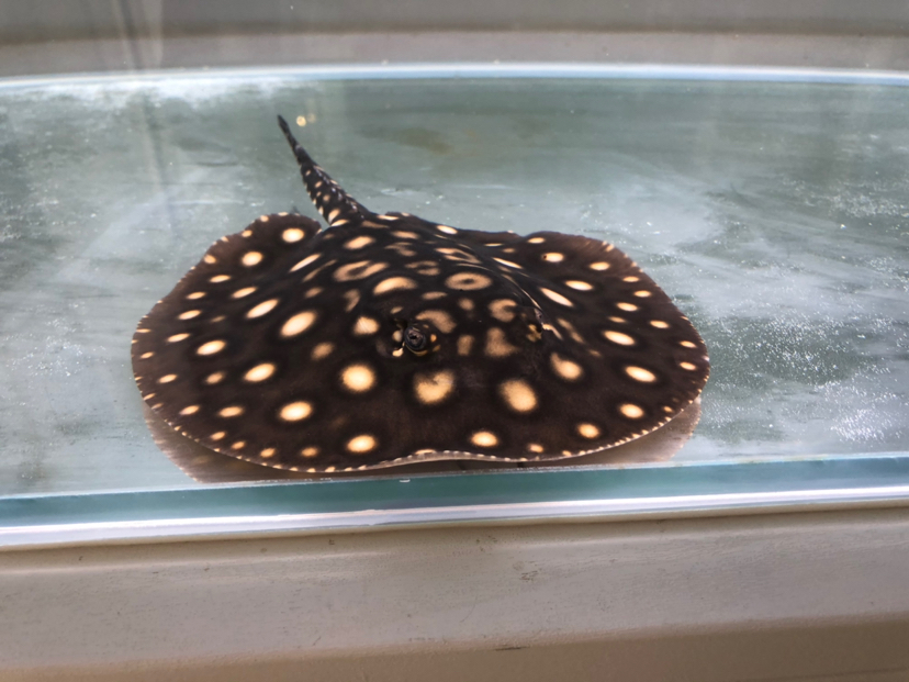 Little fish You help me find this Stingray what species？