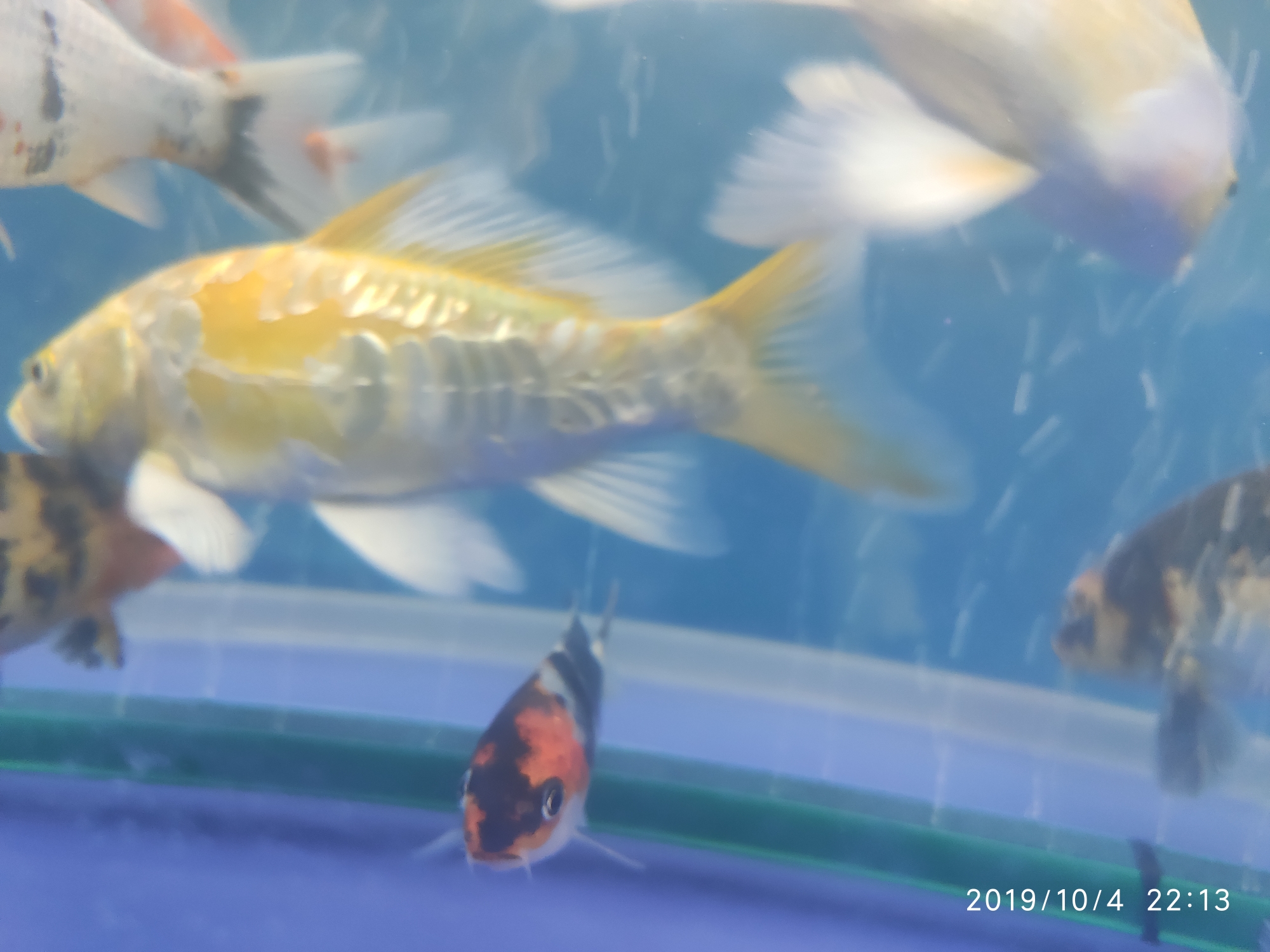 Ashkenazi yellow body caudal fin with a small hole bubble Pikonni fish ASIAN AROWANA,AROWANA,STINGRAY The3sheet