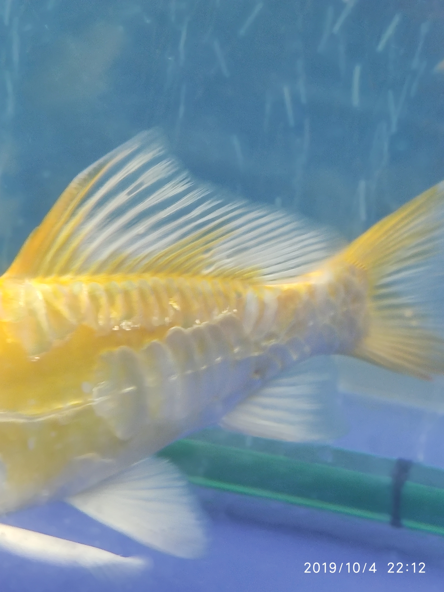 Ashkenazi yellow body caudal fin with a small hole bubble Pikonni fish ASIAN AROWANA,AROWANA,STINGRAY The6sheet
