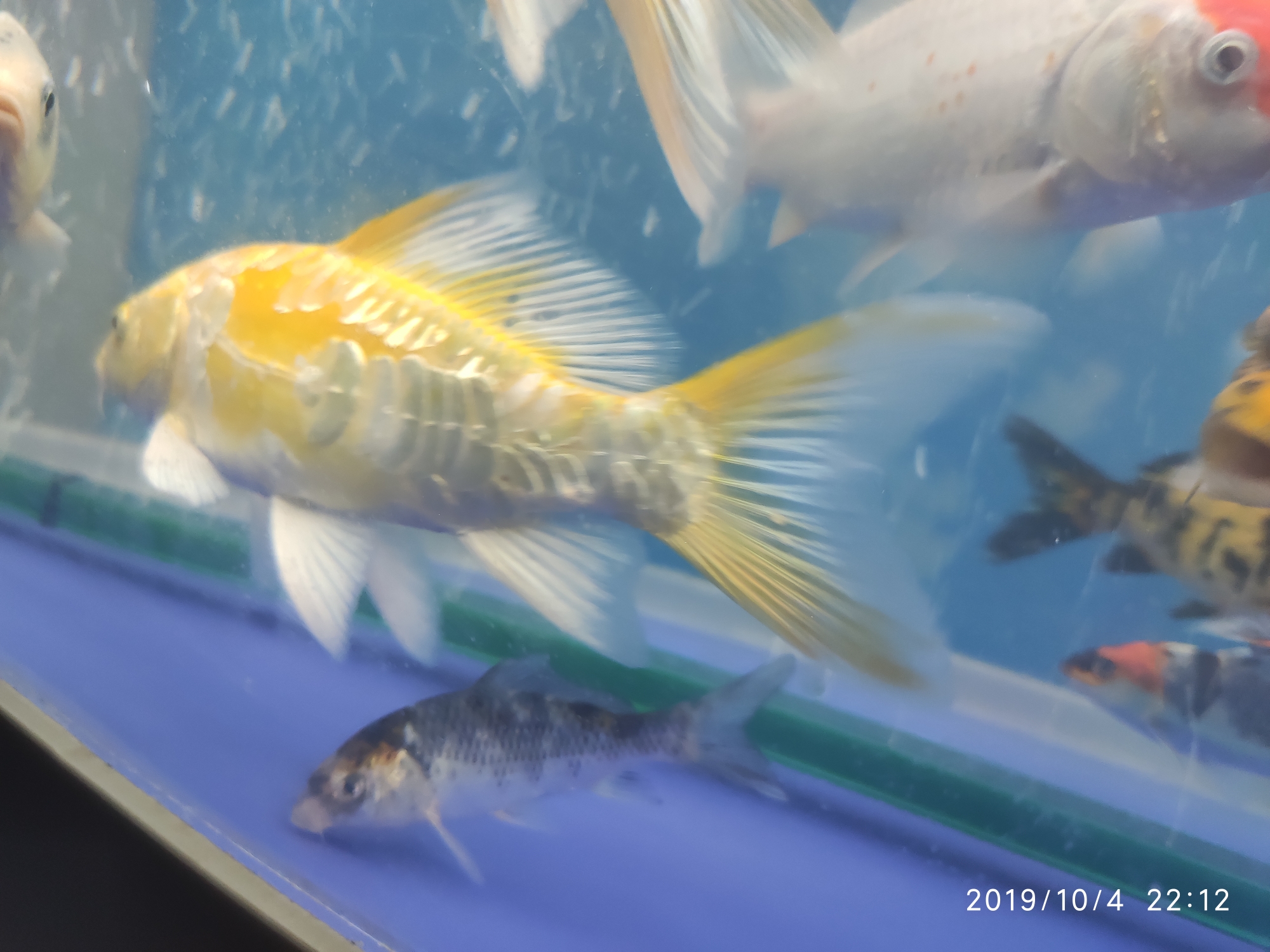Ashkenazi yellow body caudal fin with a small hole bubble Pikonni fish ASIAN AROWANA,AROWANA,STINGRAY The5sheet