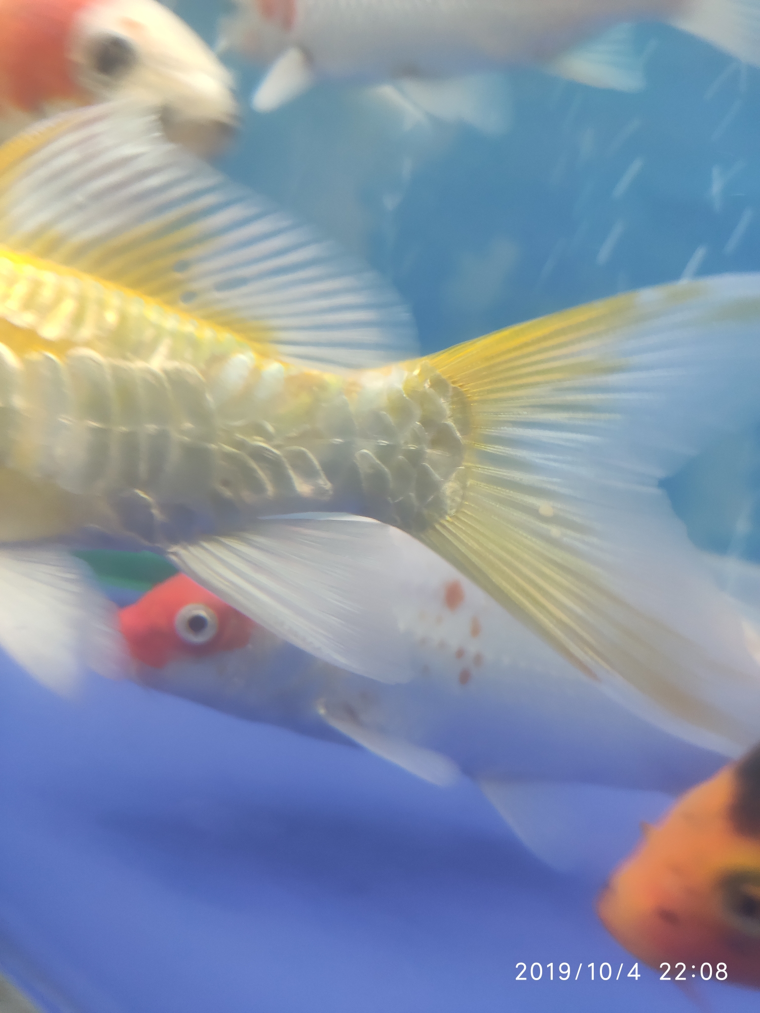 Ashkenazi yellow body caudal fin with a small hole bubble Pikonni fish ASIAN AROWANA,AROWANA,STINGRAY The9sheet