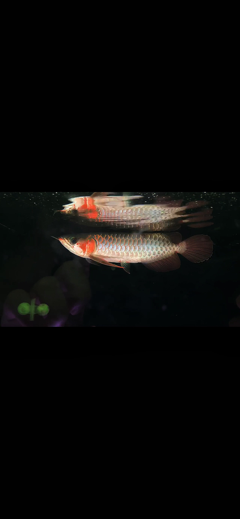 Content can cause extremely comfortable watch accompanied by parents Flowerhorn Fish ASIAN AROWANA,AROWANA,STINGRAY The1sheet