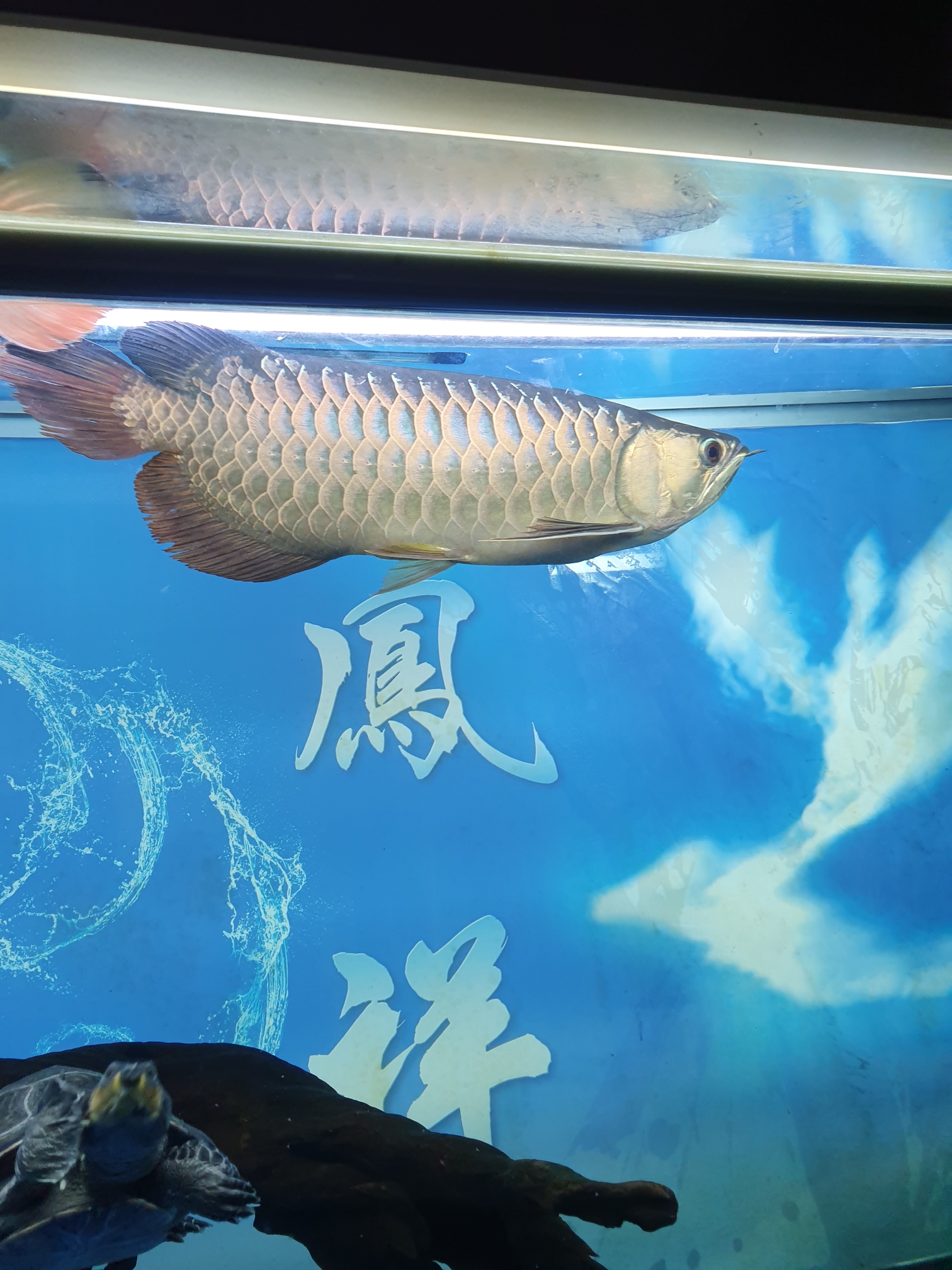 September - Chongyang climbing polyculture fish a year and a half of study leave Siam giant carp (national treasure) ASIAN AROWANA,AROWANA,STINGRAY The7sheet