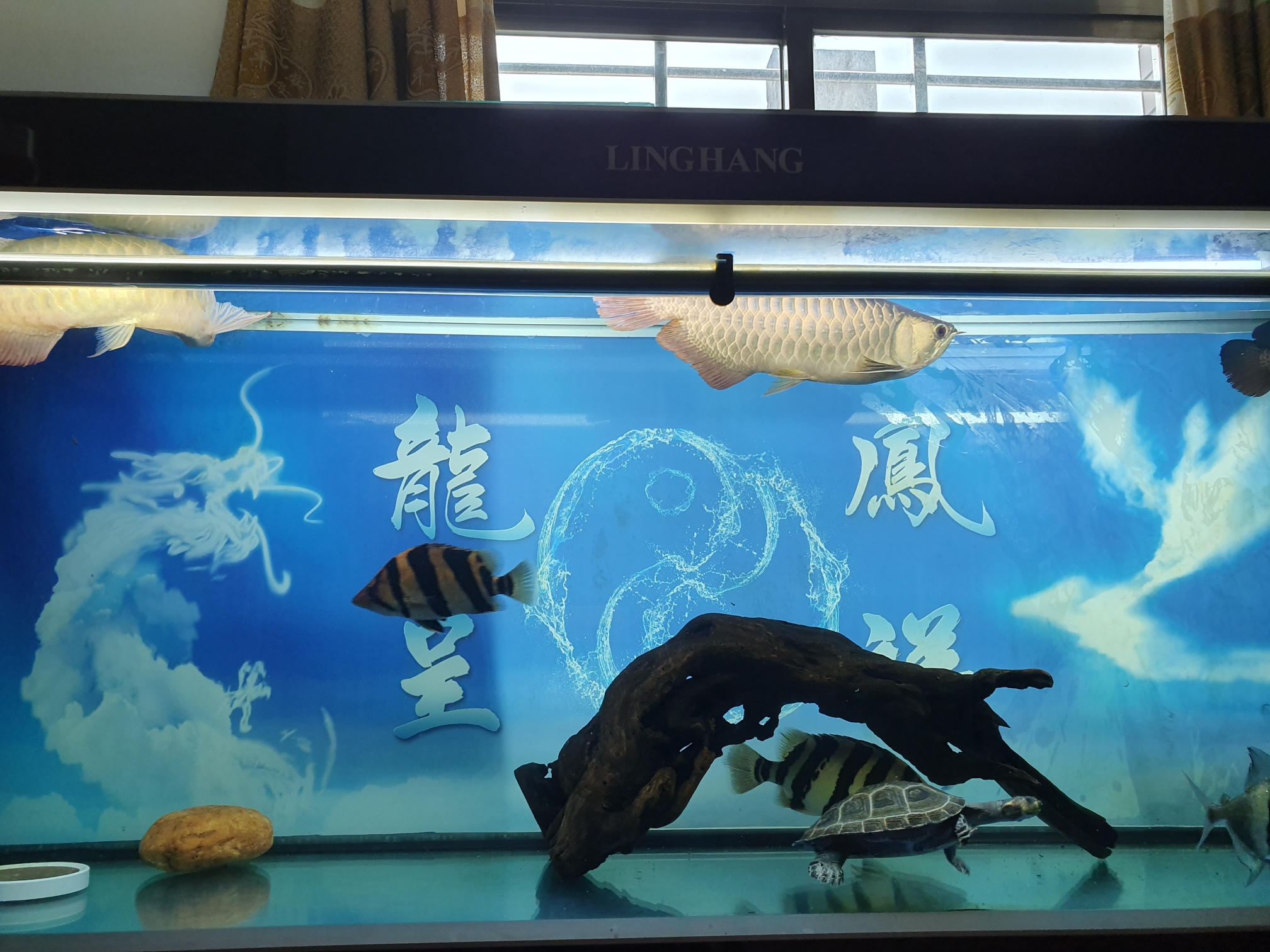 September - Chongyang climbing polyculture fish a year and a half of study leave Siam giant carp (national treasure) ASIAN AROWANA,AROWANA,STINGRAY The6sheet