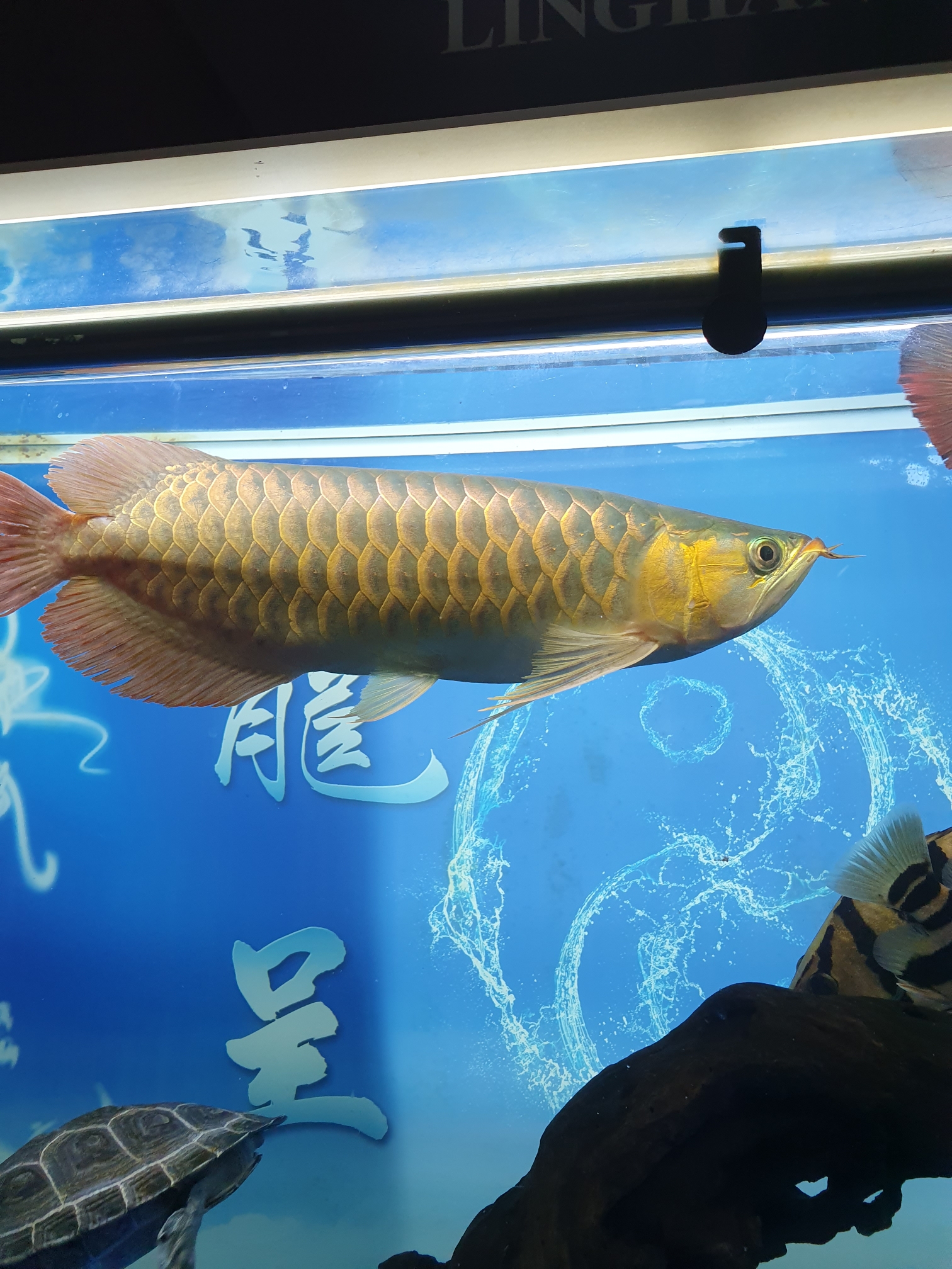 September - Chongyang climbing polyculture fish a year and a half of study leave Siam giant carp (national treasure) ASIAN AROWANA,AROWANA,STINGRAY The1sheet