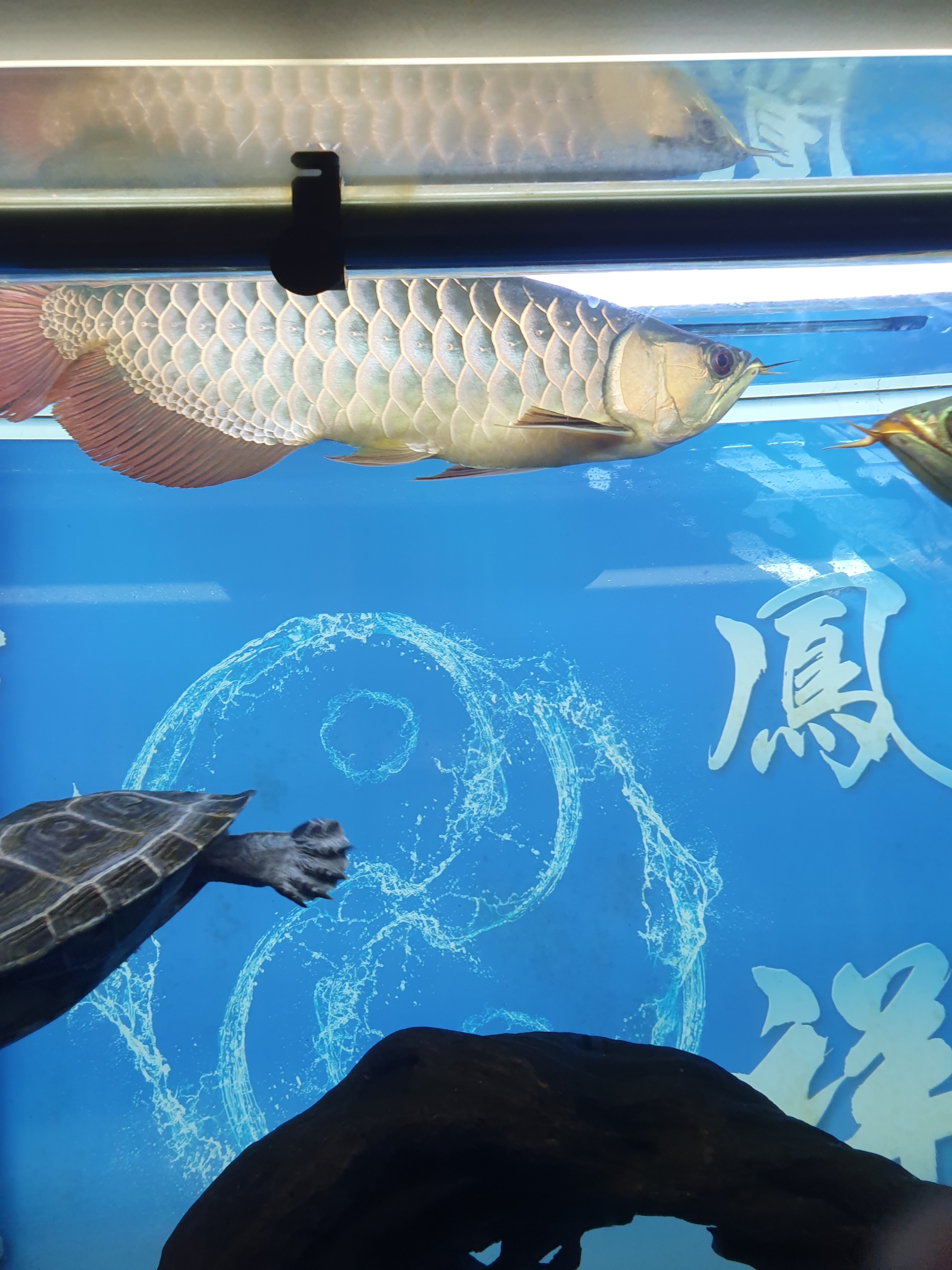 September - Chongyang climbing polyculture fish a year and a half of study leave Siam giant carp (national treasure) ASIAN AROWANA,AROWANA,STINGRAY The4sheet
