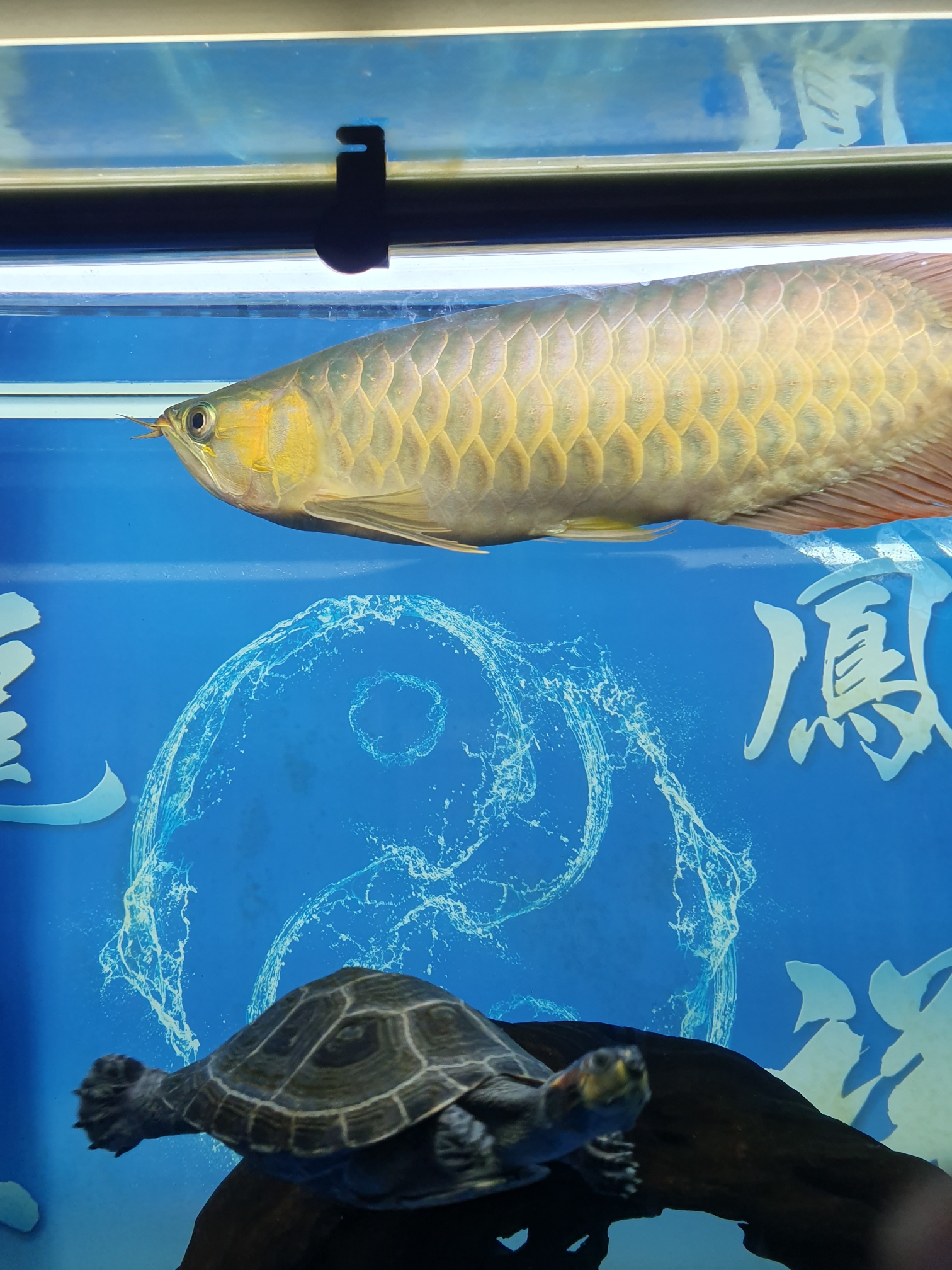 September - Chongyang climbing polyculture fish a year and a half of study leave Siam giant carp (national treasure) ASIAN AROWANA,AROWANA,STINGRAY The5sheet