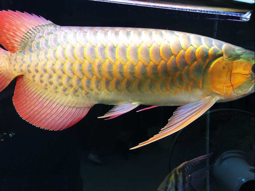 Red-tailed Arowana And other cool wait for hair color Snow dragon