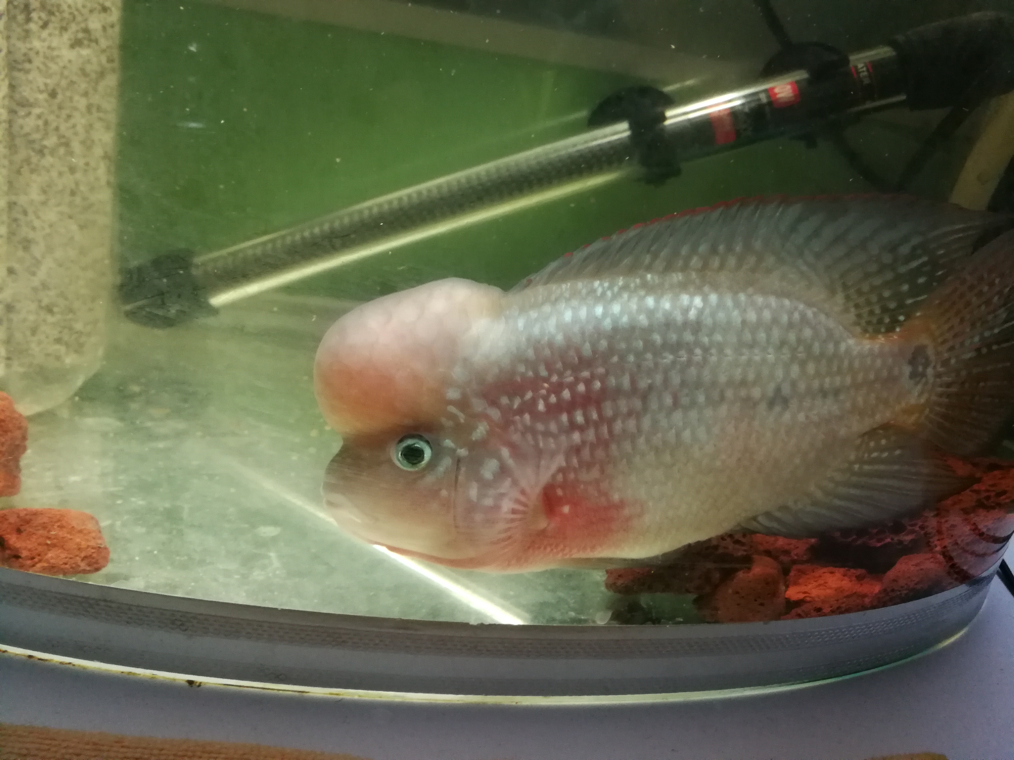 Albino ReArowanad Dragon Fish Good results