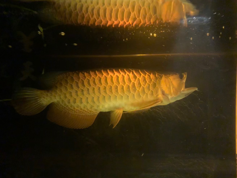 Indonesian Red Arowana Each black and white color