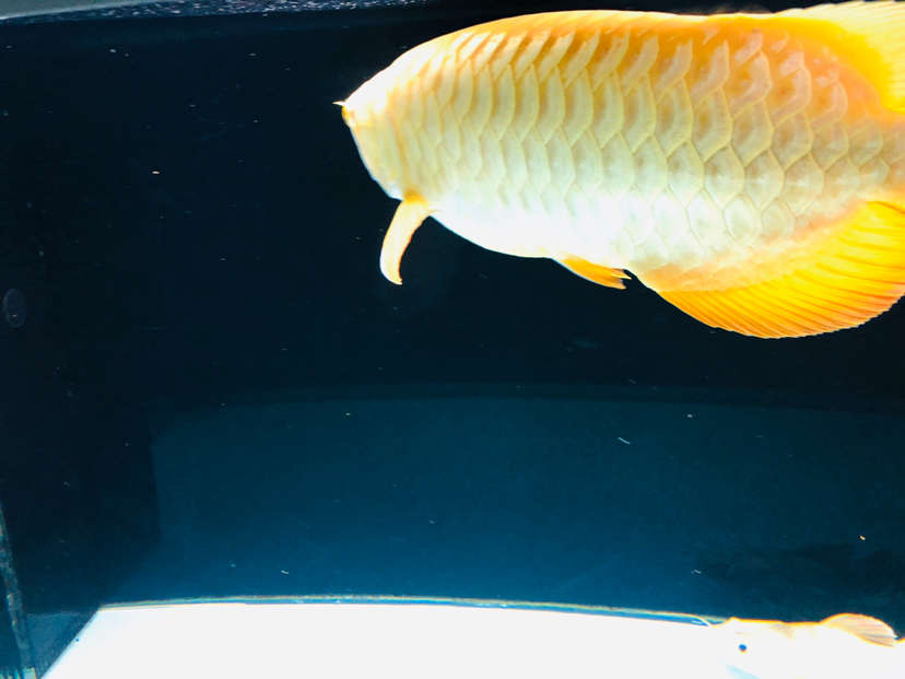 Albino ReArowanad Dragon Fish Super sub chariot Huanglong enjoy Feibai