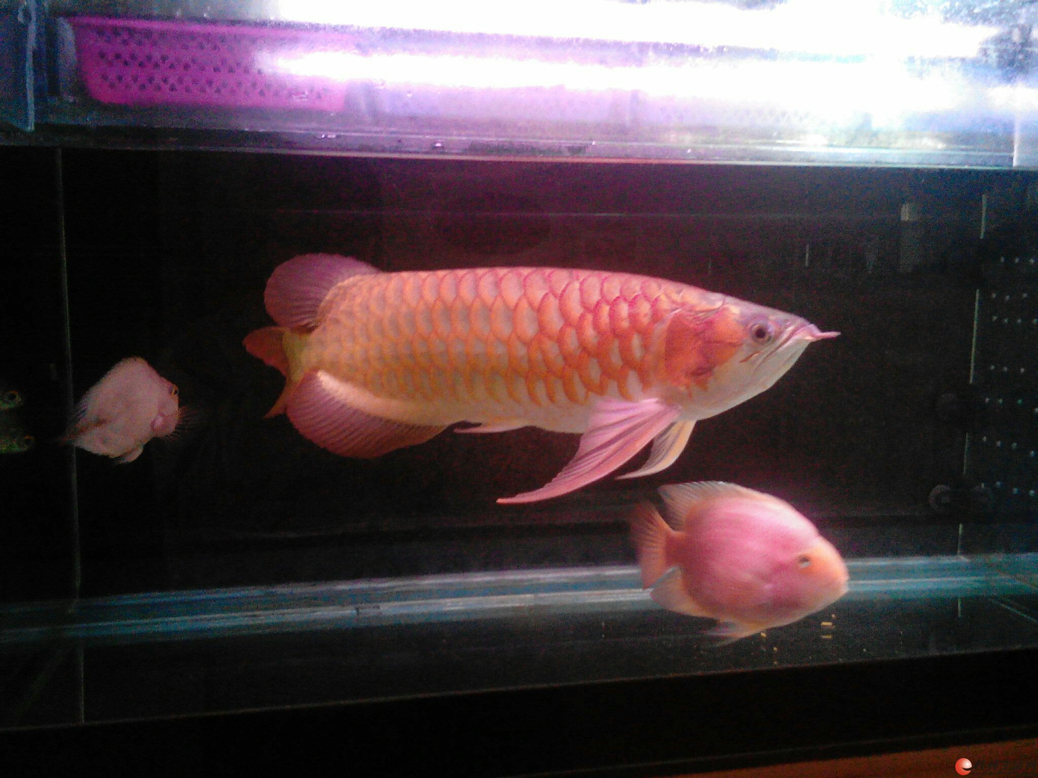 Have you put the right salt for keeping arowana？