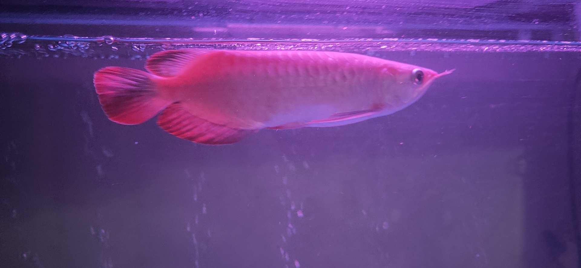 Stingray What kind of feed to eat 24k Golden Arowana ASIAN AROWANA,AROWANA,STINGRAY The1sheet