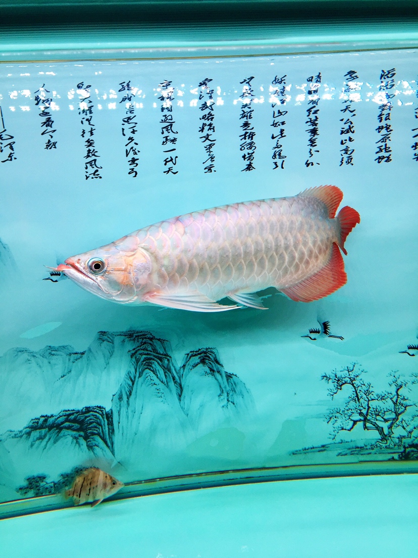 Xiaohong recovered well Cichlidae ASIAN AROWANA,AROWANA,STINGRAY The7sheet