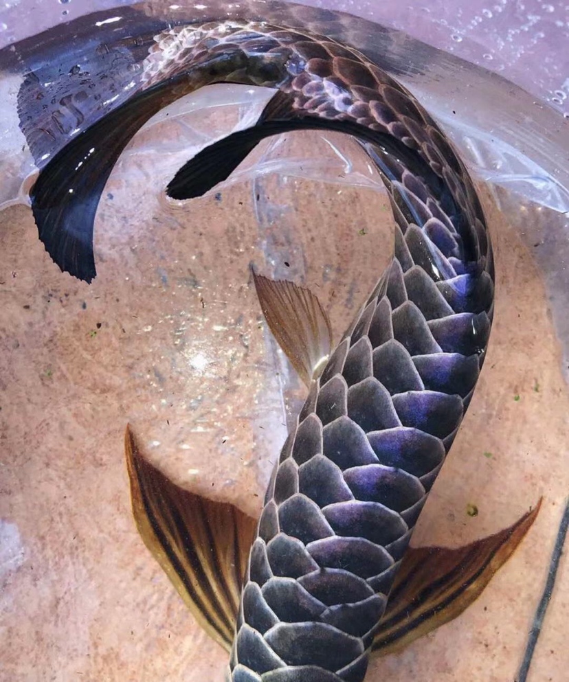 Leopoldi Variant stingray New Sunfish Variety Cichlidae ASIAN AROWANA,AROWANA,STINGRAY The6sheet