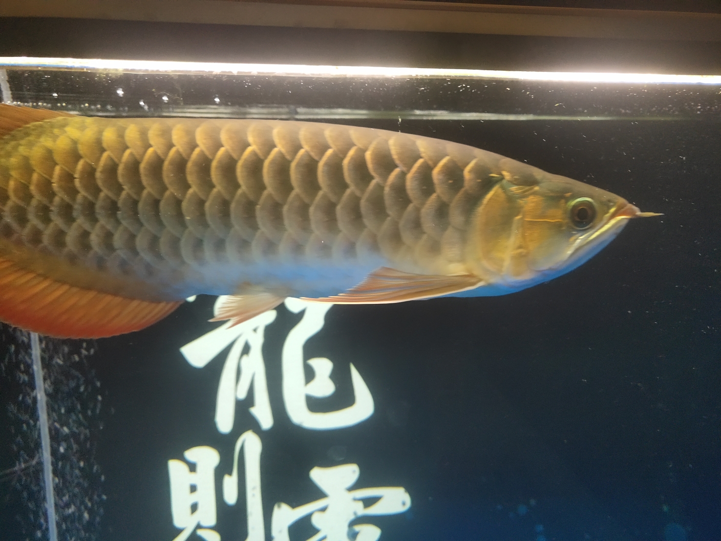 Great God help look at my red dragon Brazilian Asiatic Fish ASIAN AROWANA,AROWANA,STINGRAY The3sheet