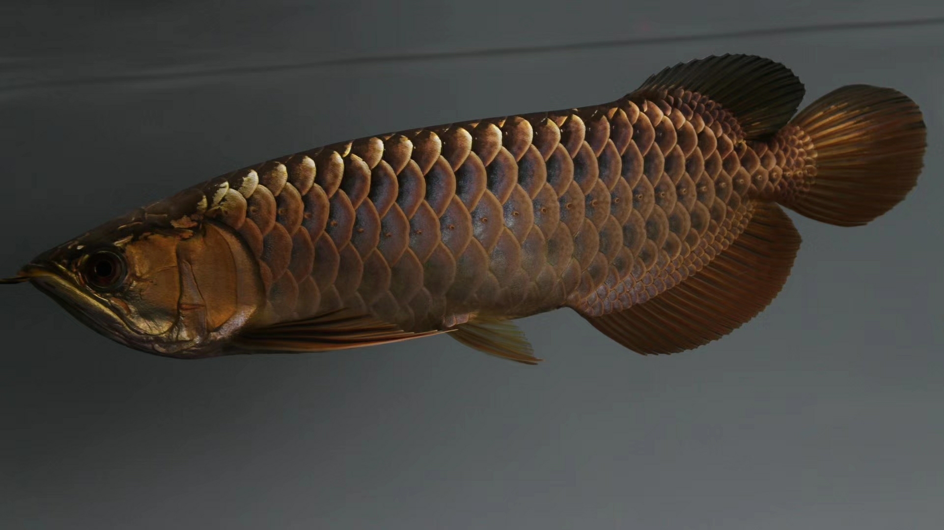 Share the next golden dragon Blue Dragon Fish ASIAN AROWANA,AROWANA,STINGRAY The1sheet