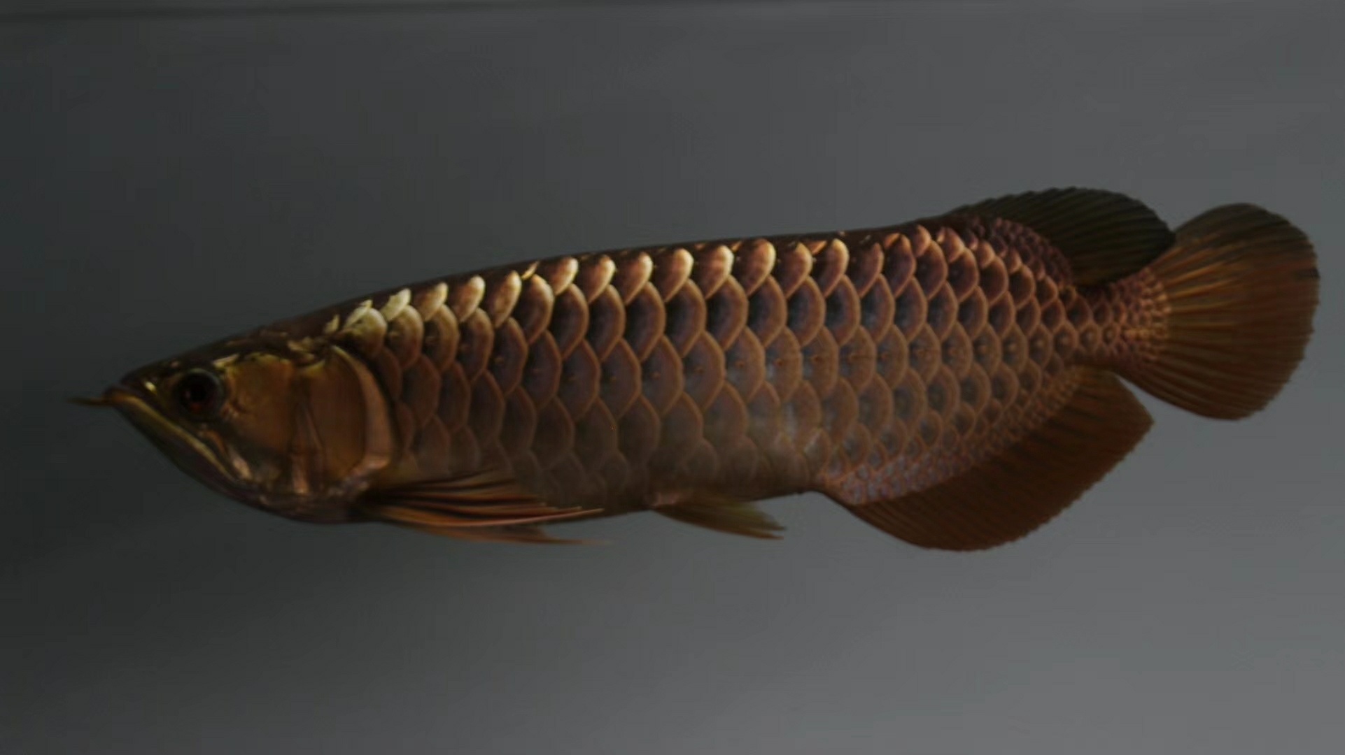 Share the next golden dragon Blue Dragon Fish ASIAN AROWANA,AROWANA,STINGRAY The2sheet