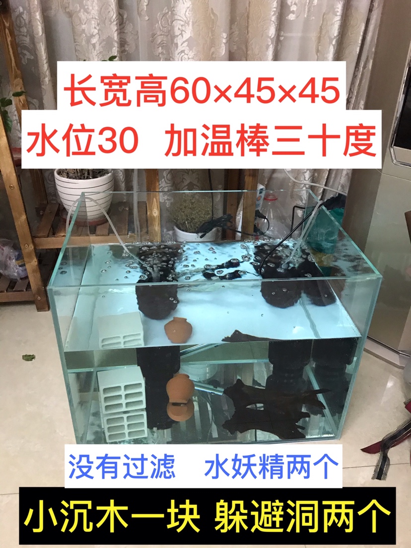 Xinjiang Yuyou Enter Tiger Seedling Record Post 01